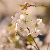 Buy canvas prints of Sunlit Spring Blossom by Simon Johnson