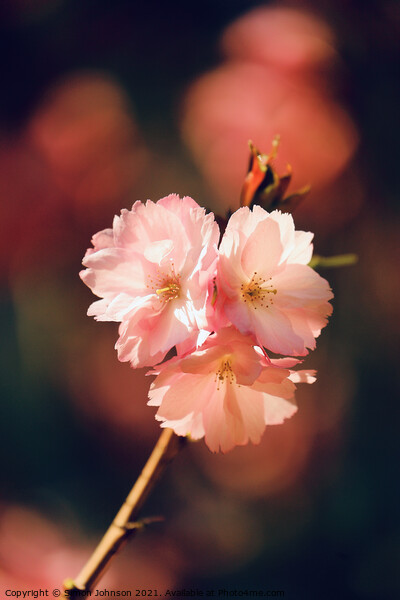 Sunlit spring Cherry Blossom Picture Board by Simon Johnson