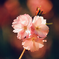 Buy canvas prints of Sunlit spring Cherry Blossom by Simon Johnson