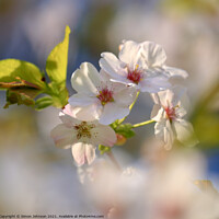 Buy canvas prints of Spring Blossom by Simon Johnson