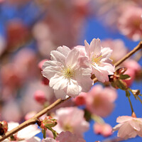 Buy canvas prints of Sunlit Cherry Blossom by Simon Johnson