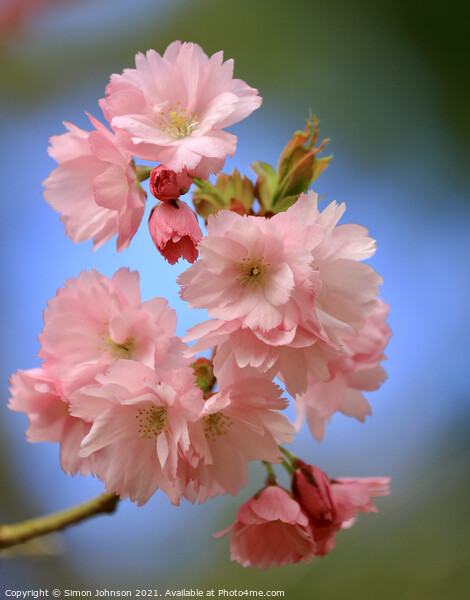 pink Cherry Blossom Picture Board by Simon Johnson