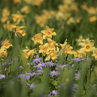 Buy canvas prints of Spring flowers  by Simon Johnson