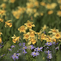 Buy canvas prints of Spring Flowers by Simon Johnson