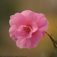 Buy canvas prints of Camellia Flower by Simon Johnson
