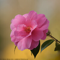 Buy canvas prints of Camellia Flower by Simon Johnson