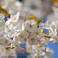 Buy canvas prints of White Cherry Blossom by Simon Johnson