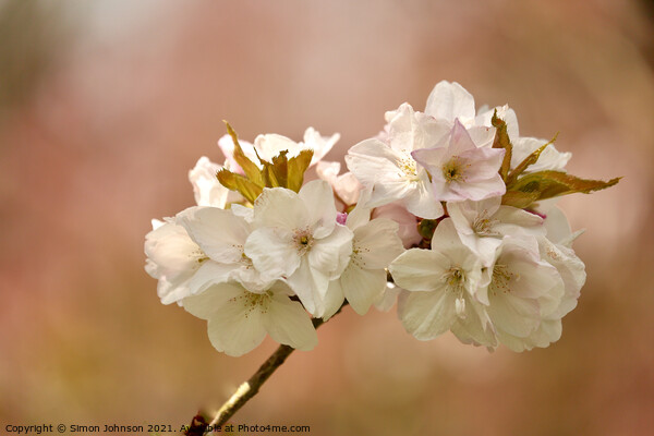 White Cherry Blossom  Picture Board by Simon Johnson