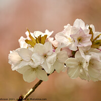 Buy canvas prints of White Cherry Blossom  by Simon Johnson
