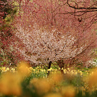 Buy canvas prints of blossom and flowers by Simon Johnson