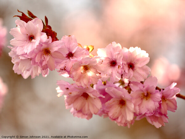 `Cherry Blossom Picture Board by Simon Johnson