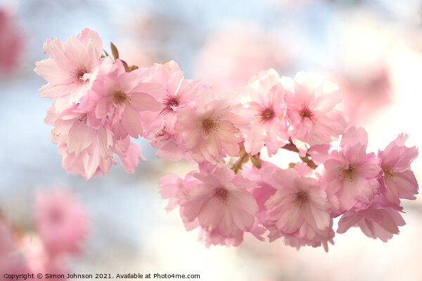 Spring Cherry Blossom Picture Board by Simon Johnson