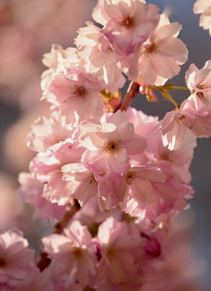 sunlit Cherry Blossom Picture Board by Simon Johnson