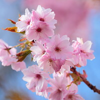Buy canvas prints of spring Cherry Blossom by Simon Johnson