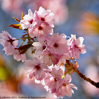 Buy canvas prints of close up of spring Blossom by Simon Johnson