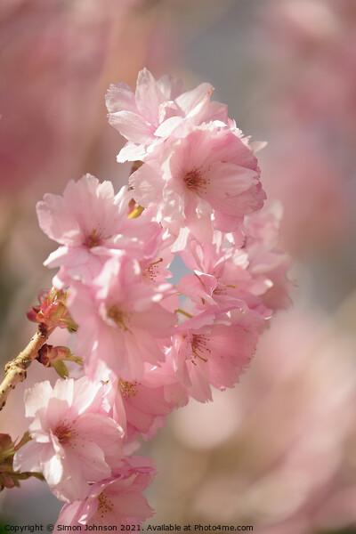 Diffused spring blossom Picture Board by Simon Johnson
