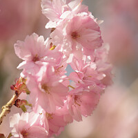 Buy canvas prints of Diffused spring blossom by Simon Johnson