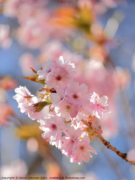 Sunlit cherry Blossom Picture Board by Simon Johnson