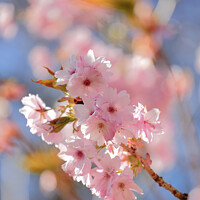 Buy canvas prints of Sunlit cherry Blossom by Simon Johnson