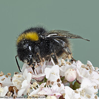 Buy canvas prints of Macro Buff Tailed Bumble Bee On Flower by Robert Deering