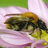 Buy canvas prints of Close Up Common Carder Bumble Bee on flower by Robert Deering