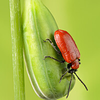 Buy canvas prints of Red Lily Beetle On Snakeshead Fritillary Seedpod by Robert Deering