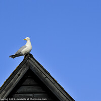 Buy canvas prints of Seagull On Fishemans Hut by Robert Deering