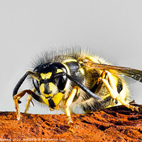 Buy canvas prints of Common Wasp Vespula Vulgaris by Robert Deering