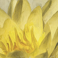 Buy canvas prints of Yellow water lily by Robert Deering