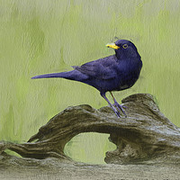 Buy canvas prints of Blackbird on log by Robert Deering