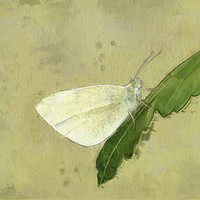 Buy canvas prints of Small white butterfly by Robert Deering