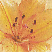 Buy canvas prints of Orange lily close up by Robert Deering