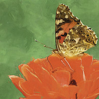 Buy canvas prints of Painted lady on poppy by Robert Deering