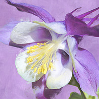 Buy canvas prints of Close up of lilac coloured Aquilegia by Robert Deering