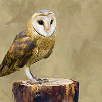 Buy canvas prints of Barn owl on tree stump by Robert Deering