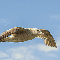 Buy canvas prints of Juvenile Herring gull flying high. by Robert Deering