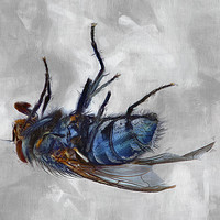 Buy canvas prints of Dead Fly by Robert Deering
