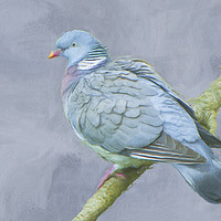 Buy canvas prints of Wood Pigeon on Branch by Robert Deering