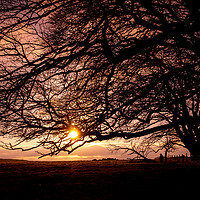 Buy canvas prints of Sunset through the branches by Simon Brewer