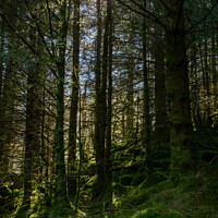 Buy canvas prints of The Wood for the Trees by Liam Neon