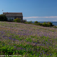 Buy canvas prints of Hilbre Bluebell Meadow by Liam Neon