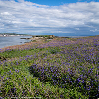 Buy canvas prints of Hilbre Bluebells by Liam Neon