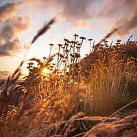 Buy canvas prints of Sunset Thrift by Liam Neon