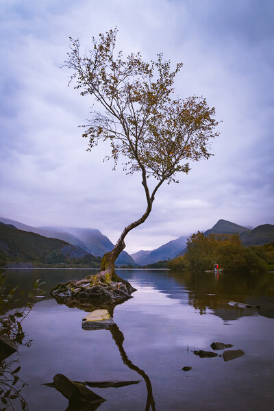 Llanberis Lonely Tree Picture Board by Liam Neon
