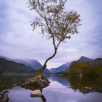 Buy canvas prints of Llanberis Lonely Tree by Liam Neon