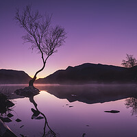 Buy canvas prints of Sunrise at the Lonely Tree by Liam Neon