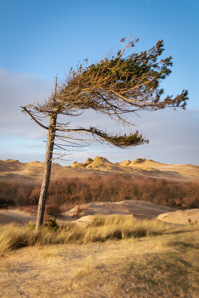 Windswept Formby Pine, Formby Shore, Liverpool Picture Board by Liam Neon