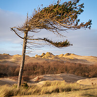 Buy canvas prints of Windswept Formby Pine, Formby Shore, Liverpool by Liam Neon