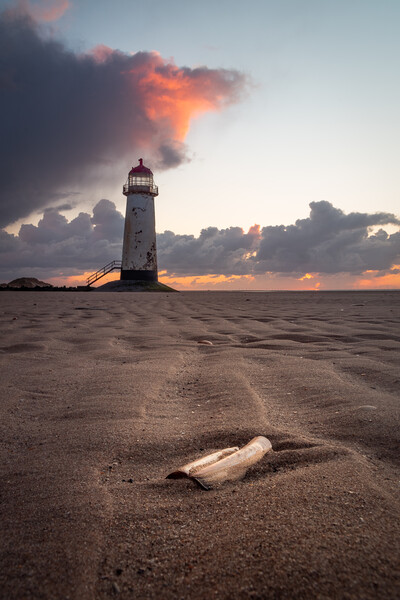 Razors Rest at Talacre Lighthouse, North Wales Picture Board by Liam Neon