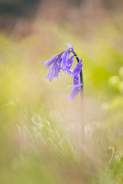 Hilbre Bluebell Picture Board by Liam Neon